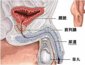前列腺疾病