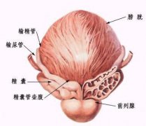 哪些人会得前列腺肥大?